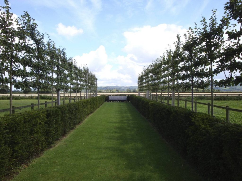 Limes and Yews