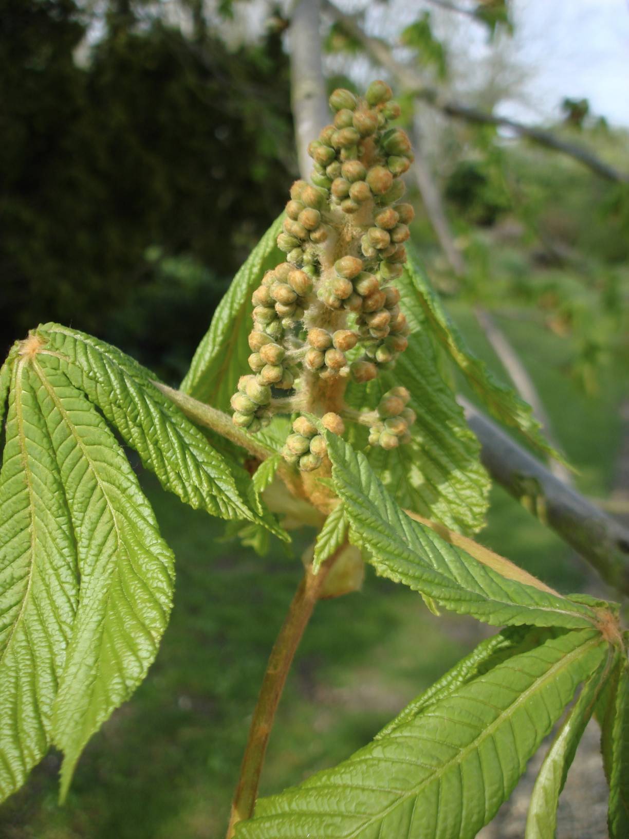 Horse chestnut