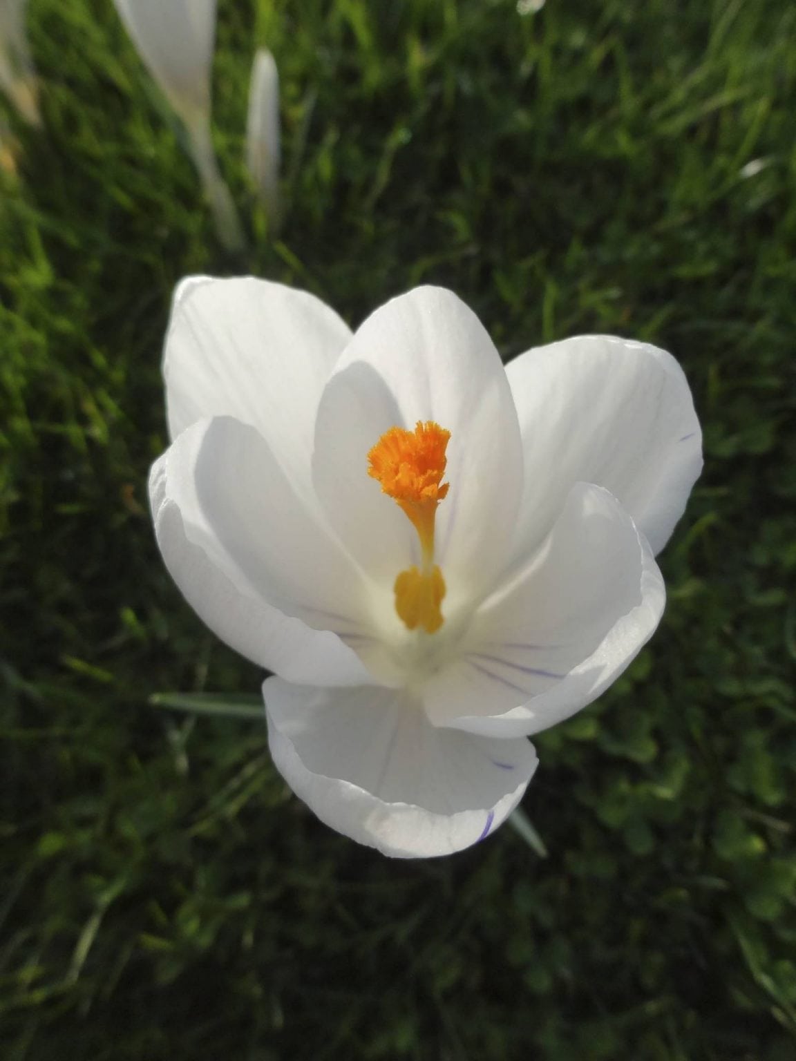 Crocus