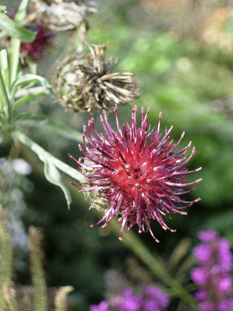 Centaurea benoistii