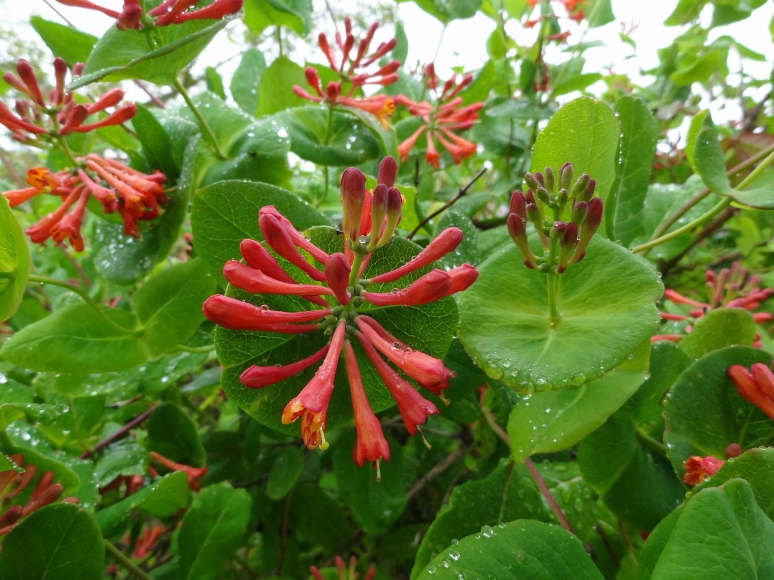 Honeysuckle