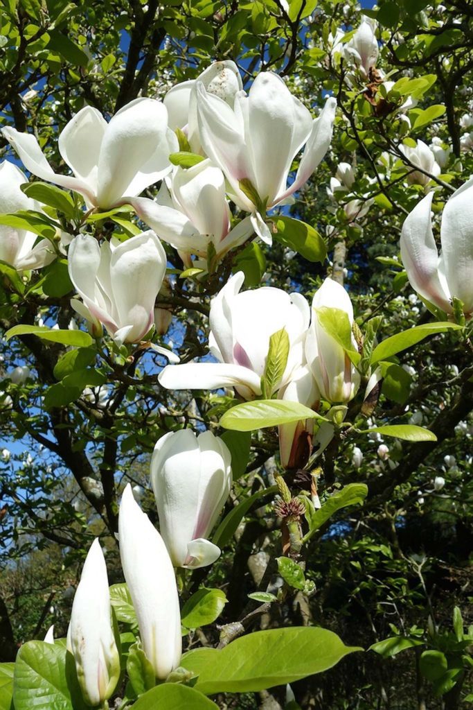 Magnolia soulangeana Borzoni flowering at Borde Hill Gardens