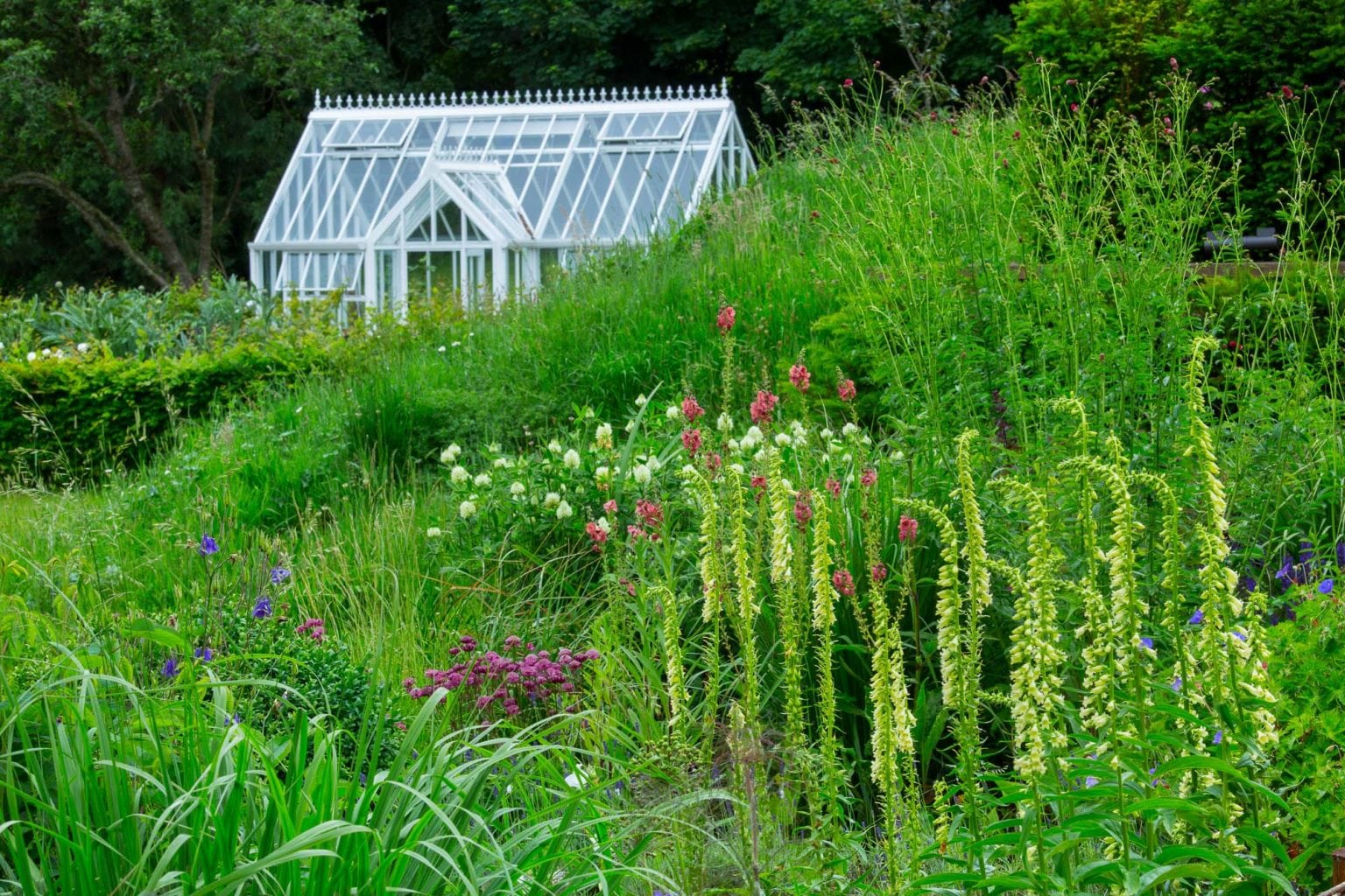 greenhouse with wild flowers