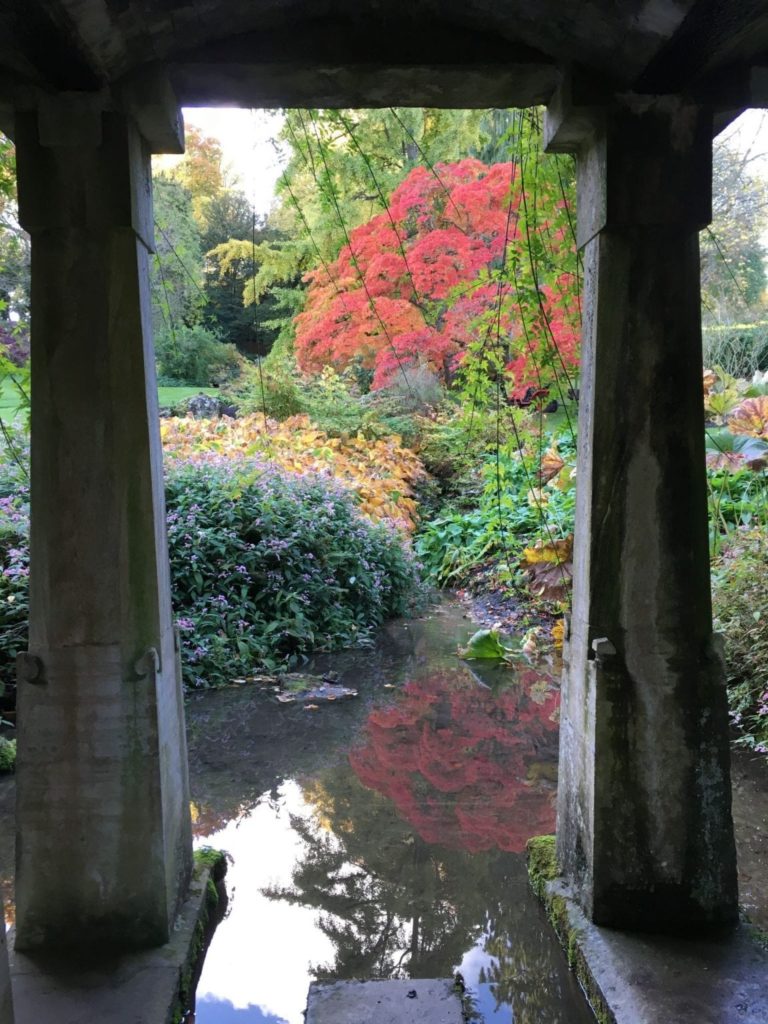 Acer. Persicaria.