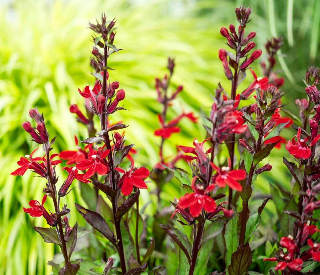 Lobelia cardinalis Queen Victoria