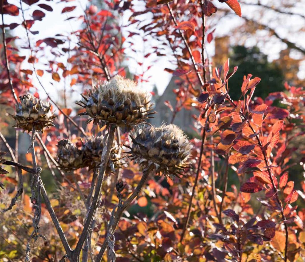 Cardoon Cynara cardunculus