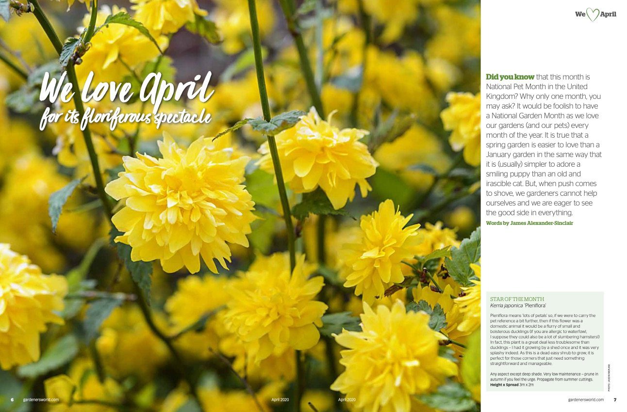 floriferous spectacle
