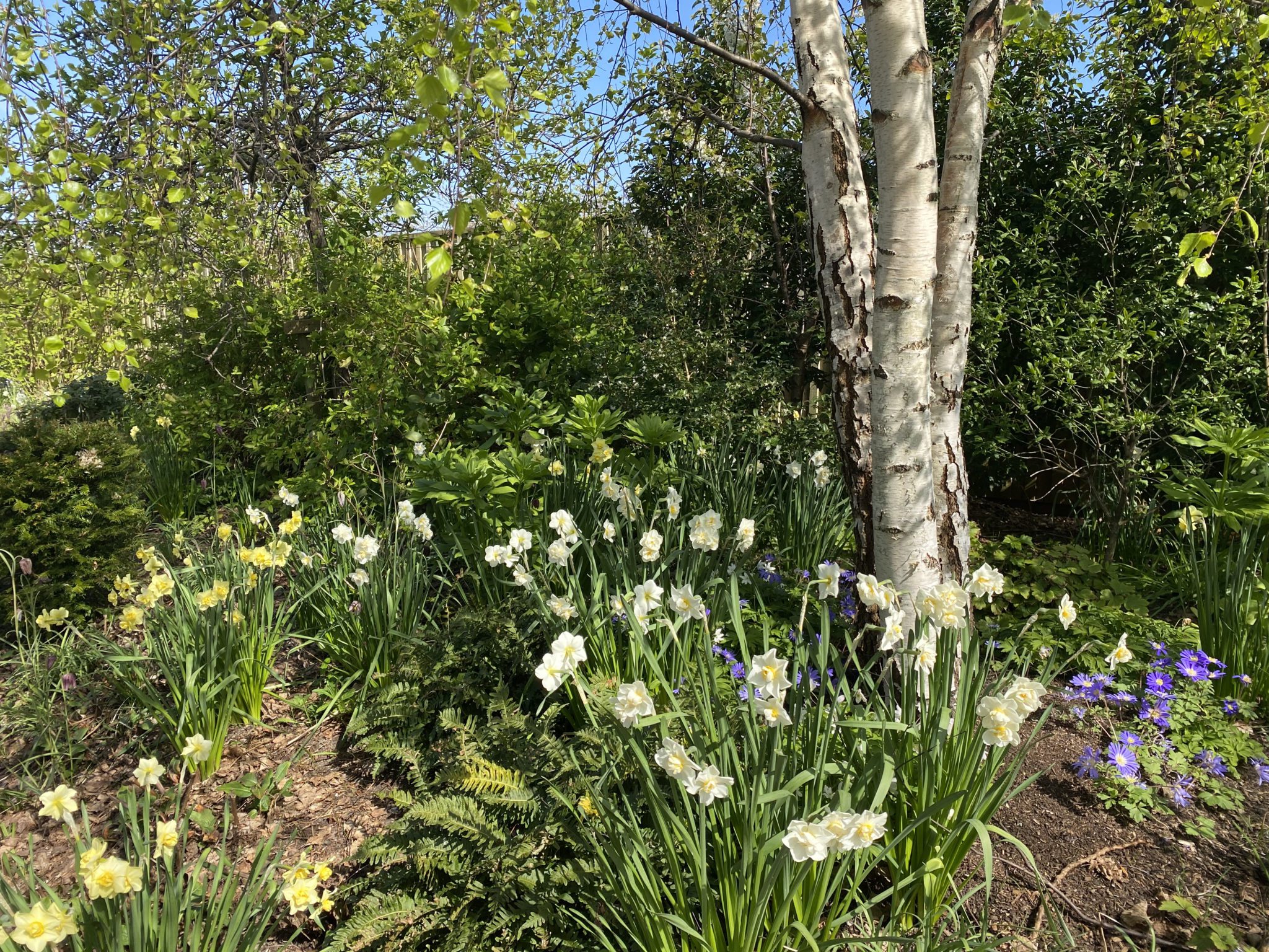 The bowling balls were made from red cabbage James AlexanderSinclair